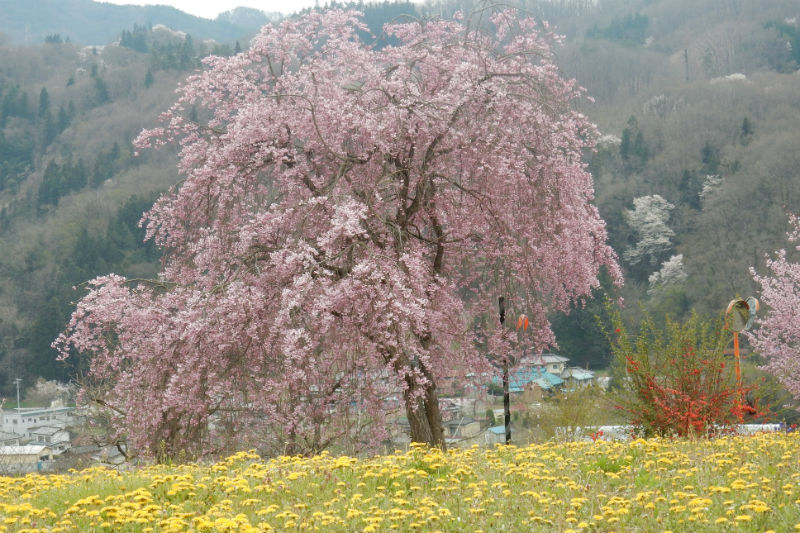 蓮の桜