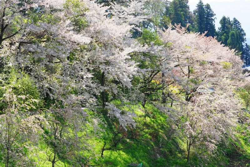 平出地区　正泉寺の桜