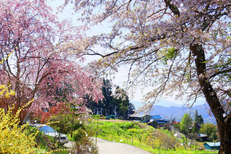 平出地区　正泉寺の桜