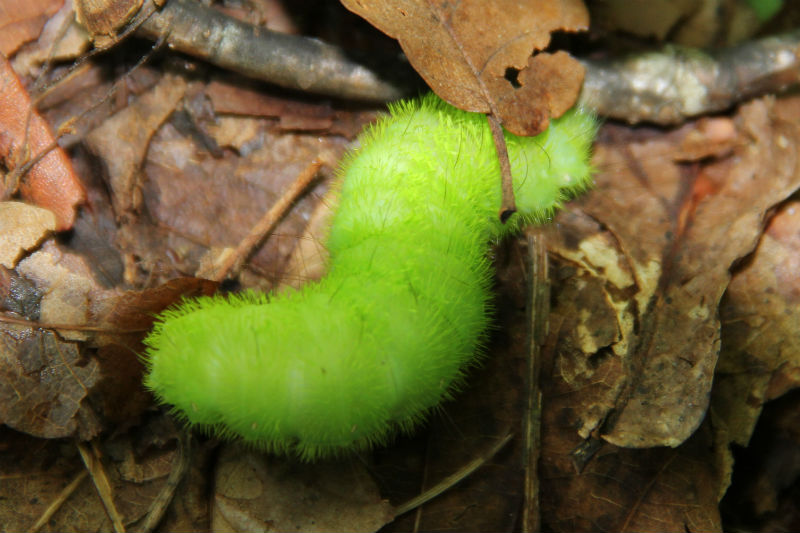 緑色の幼虫（1）