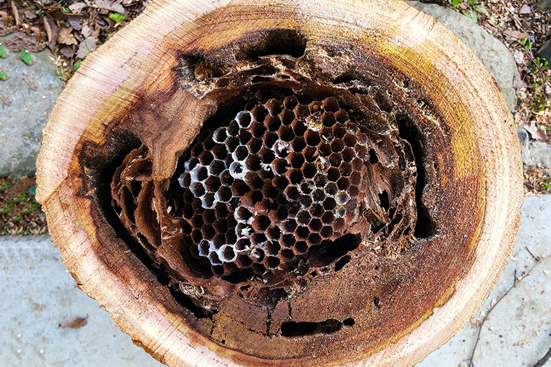 丸太の中にハチの巣
