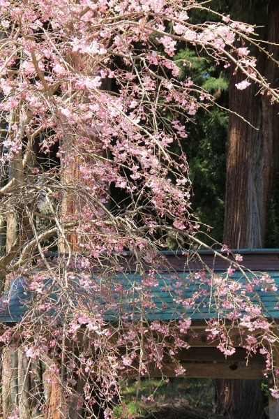 守田神社の桜①