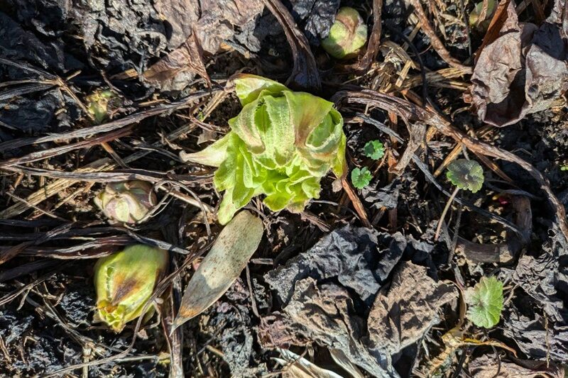 春一番 顔を出しました ①