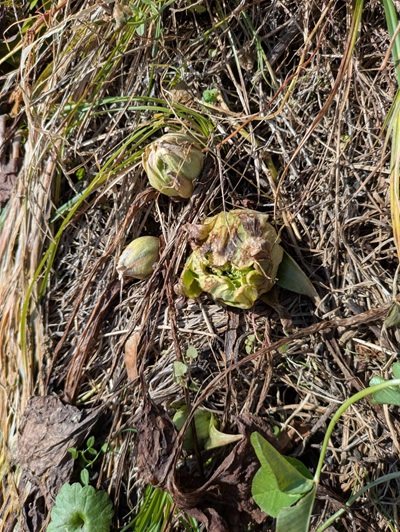 春一番 顔を出しました ②