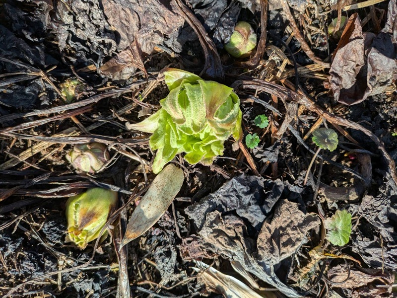 【写真集】春一番 顔を出しました ① 春一番 顔を出しました ①